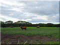 Highland cattle near Richmondhill