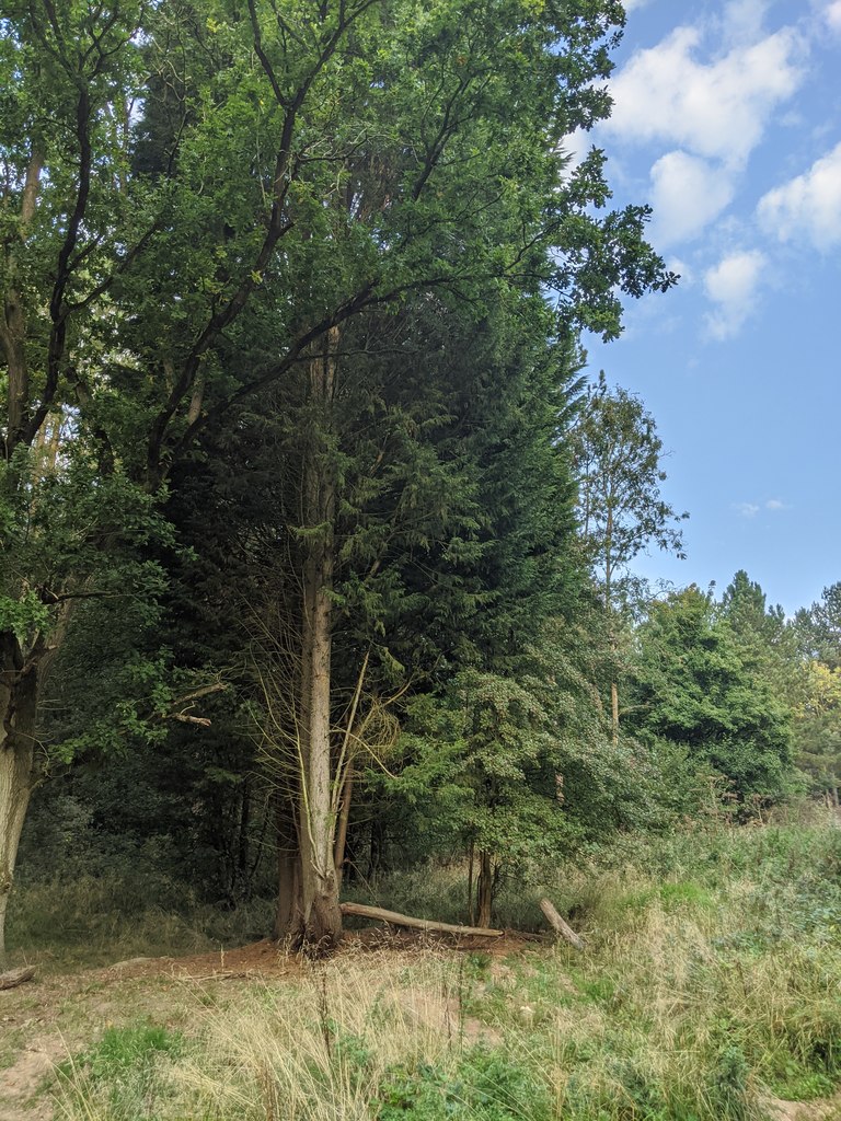 The tree with the multiple trunks © Bob Harvey :: Geograph Britain and ...