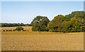 Tilled field, Navestock Side