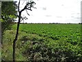 Farmland west of St Peter