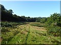 Bushy Field/Spring Field