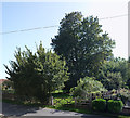 Trees in the Millennium Green