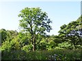 Woodland at Birtenshaw