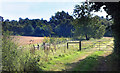 Farm Track near Lovelynch House