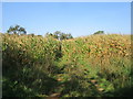 SP3431 : Bridleway through a field of maize by Jonathan Thacker