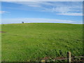 Hillside grazing, Alehousehill