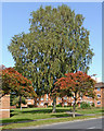 Trees and housing by Warstones Drive in Wolverhampton