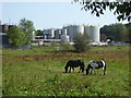 SO8269 : Field and storage tanks from Nelson Road by Chris Allen
