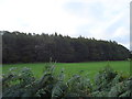 Grazing and woodland near Hesketh Hall