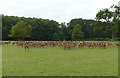 Hexgreave Park, red deer herd