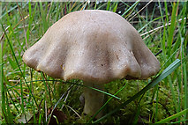NJ1611 : Fungus by Anne Burgess
