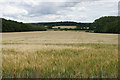 Barley field near Idbury