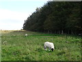 Sheep and woodland near Chequers