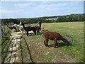 Alpacas near Lines Farm