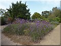 Flower bed in Herne Bay Memorial Park