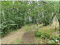 Footpath in Coed Cwmeryr