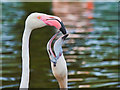 SD4214 : Two Flamingos at WWT Martin Mere by David Dixon