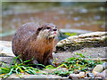 SD4214 : Otter at Martin Mere Wetlands Centre by David Dixon