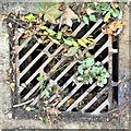 Drain cover by the A2037