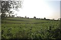 Field of sheep in Maidwell