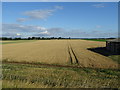 Cereal crop near Theakston Grange