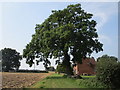 SP2465 : Oak tree and cottage near Budbrooke Farm by Jonathan Thacker
