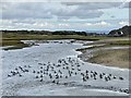 SS8675 : A gaggle of geese on the Ogmore River by Alan Hughes