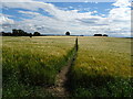 Bridleway through crop field, Tunstall 