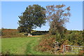 ST1395 : Beech tree by public field footpath by M J Roscoe