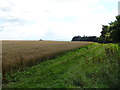 Cereal crop and track off Craggs Lane