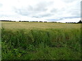 Cereal crop near Hesleton Farm