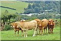 SO0329 : Pen-y-Crug - Beef Cattle by Colin Smith