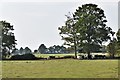 Hengherst: Cattle grazing