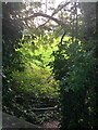 Glimpse into field near Alderley Edge