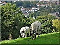 Cattle on the valleyside