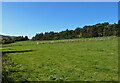 Fields and woods near Abington