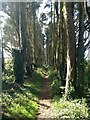 The avenue of trees beyond Madron Well