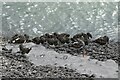 TQ9384 : A cluster of turnstones, Arenaria interpres by John Myers