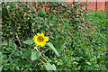 Sunflower on Warrens Lane