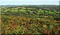 View from Hayne Down