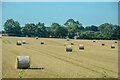 NZ3231 : Bishop Middleham : Crop Field by Lewis Clarke