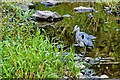 SD7912 : Heron on the Irwell at Burrs Country Park by David Dixon