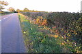 The road to Wiggington Heath