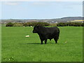 Guardian of Ty Newydd burial chamber