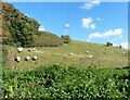 Hillside above Hardings House Lane