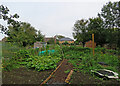 Whittlesford: allotments