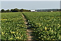 TM1046 : Footpath towards Fidgeon's Farm by Simon Mortimer