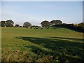 Cattle, Gillbank