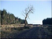 NS7039 : Forest road on Kype Muir by Richard Webb