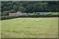 Sheep in field at Pitney Wood Farm